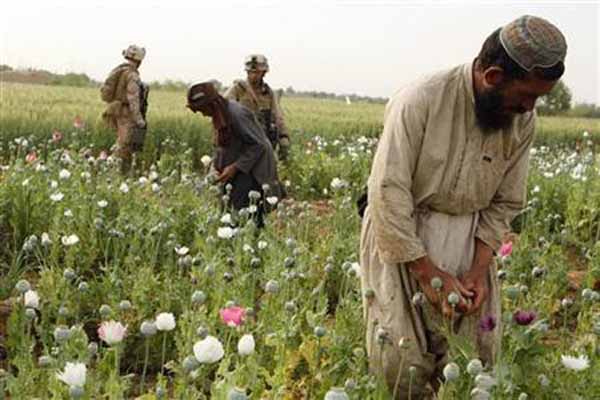 Afghan opium cultivation to rise in 2013