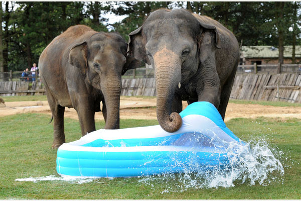 Baby elephant at Whipsnade Zoo in Dunstable gets special paddling pool
