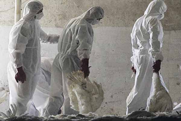 Bird flu detected in Holland