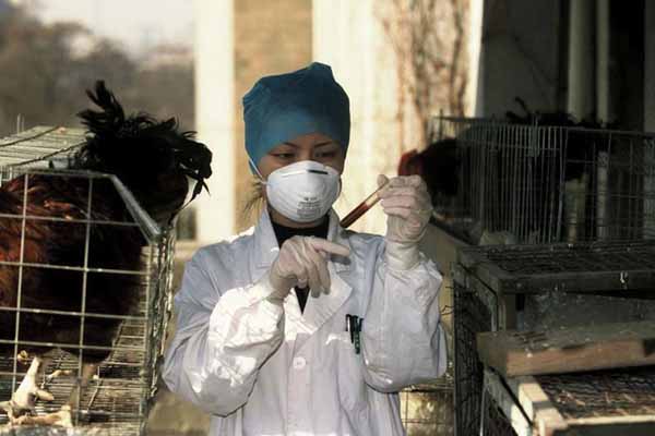New bird flu poses "serious threat" as death toll rises