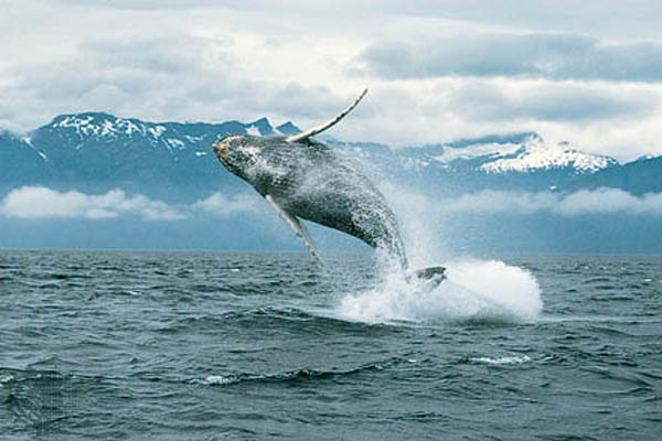 Satellite tracking reveals mystery of blue whales
