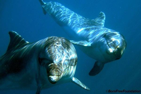 Dolphins Misha and Tom released back to the wild, head home!