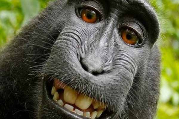 Photographer 'lost £10,000' in Wikipedia monkey 'selfie' row
