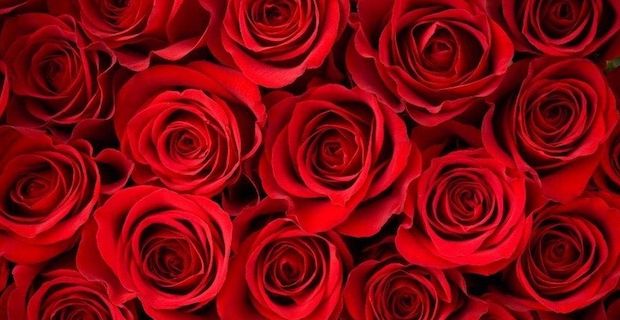 Turkey exports 60M roses ahead of Valentine’s Day