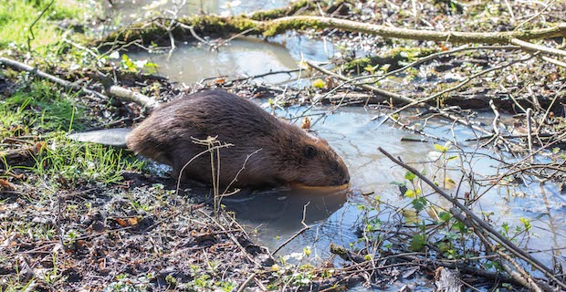 A £500k boost for nature in Enfield