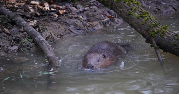 The Enfield family of beavers will be getting a larger home