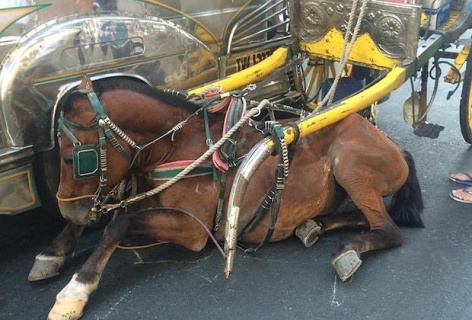Horse hit tour bus! Runaway military horses bolted in central London ! 4 injured