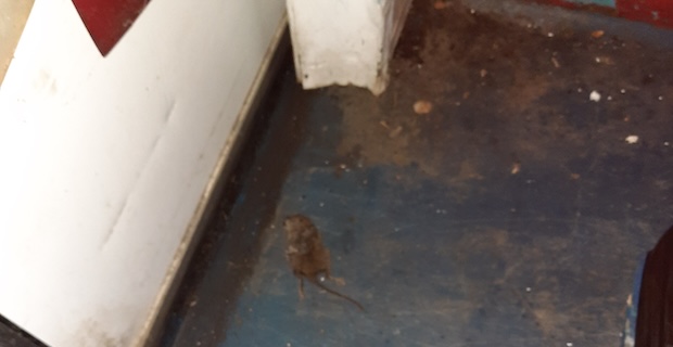 Confectionery company prosecuted over pest infestation
