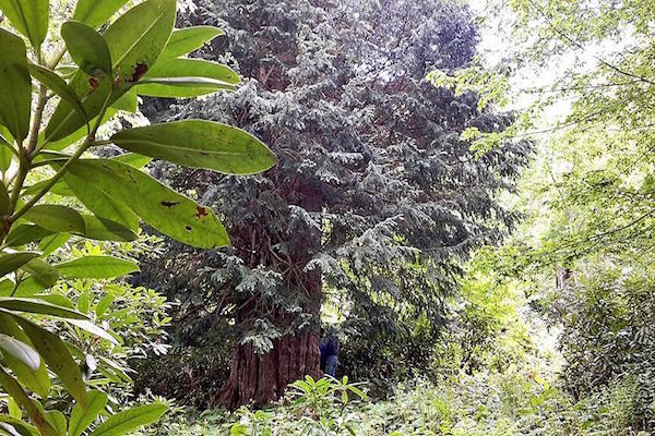 World's 5th oldest yew tree discovered