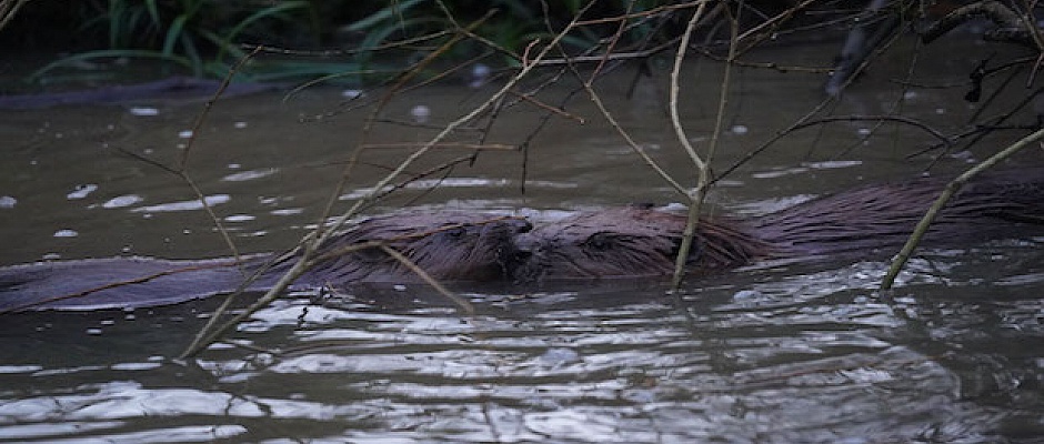Two new beavers have been introduced to Enfield