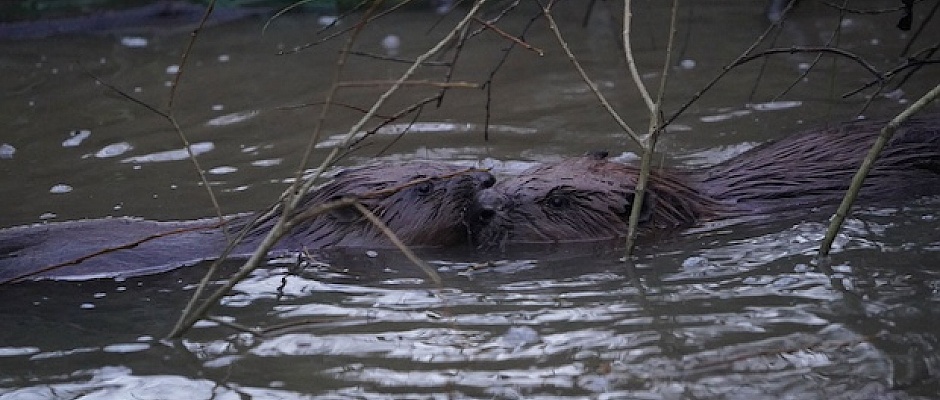 The Enfield family of beavers will be getting a larger home