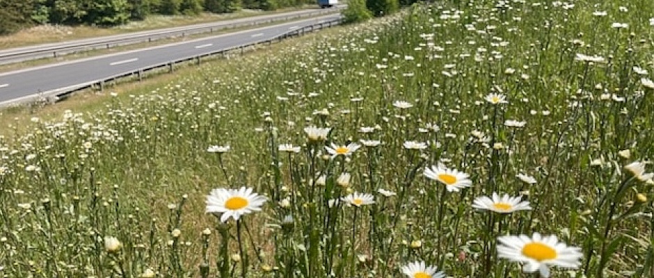 TfL has increased its area of wildflower verges by 130,000 m2