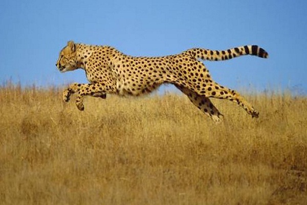 The cheetah's run
