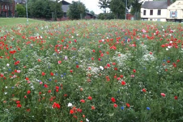 London Fields urban meadow to bloom again!