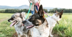 French mayor issues ban on 'excessive dog barking'