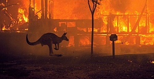 Wildlife loss in Australia much bigger than it appears