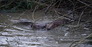 Two new beavers have been introduced to Enfield