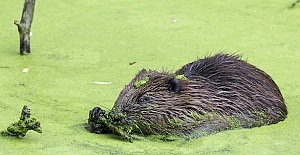 Enfield baby beaver is another first for London