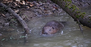 The Enfield family of beavers will...