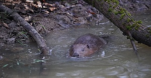 The Enfield family of beavers will be getting a larger home