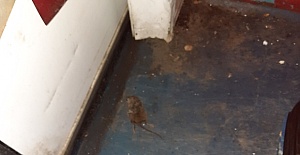 Confectionery company prosecuted over pest infestation