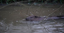 Two new beavers have been introduced to Enfield