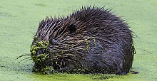 Enfield baby beaver is another first for London